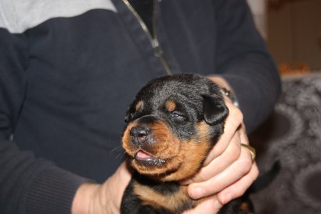 Bandje rood oogjes open, 03-01-2014